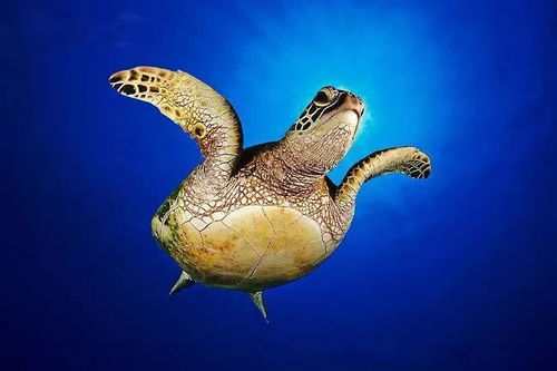 珍惜海洋資源，守護生命之藍——寫在6.8世界海洋日暨全國海洋宣傳日